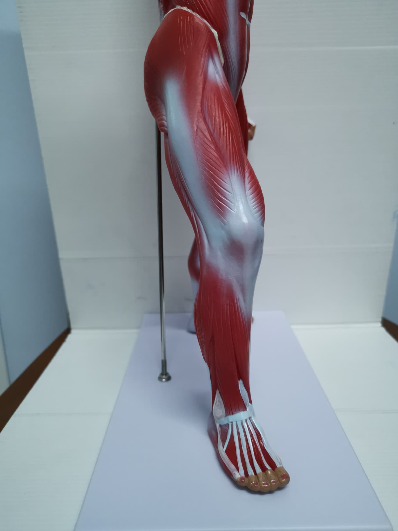 หุ่นจำลองกล้ามเนื้อ ความสูง 55 ซม.