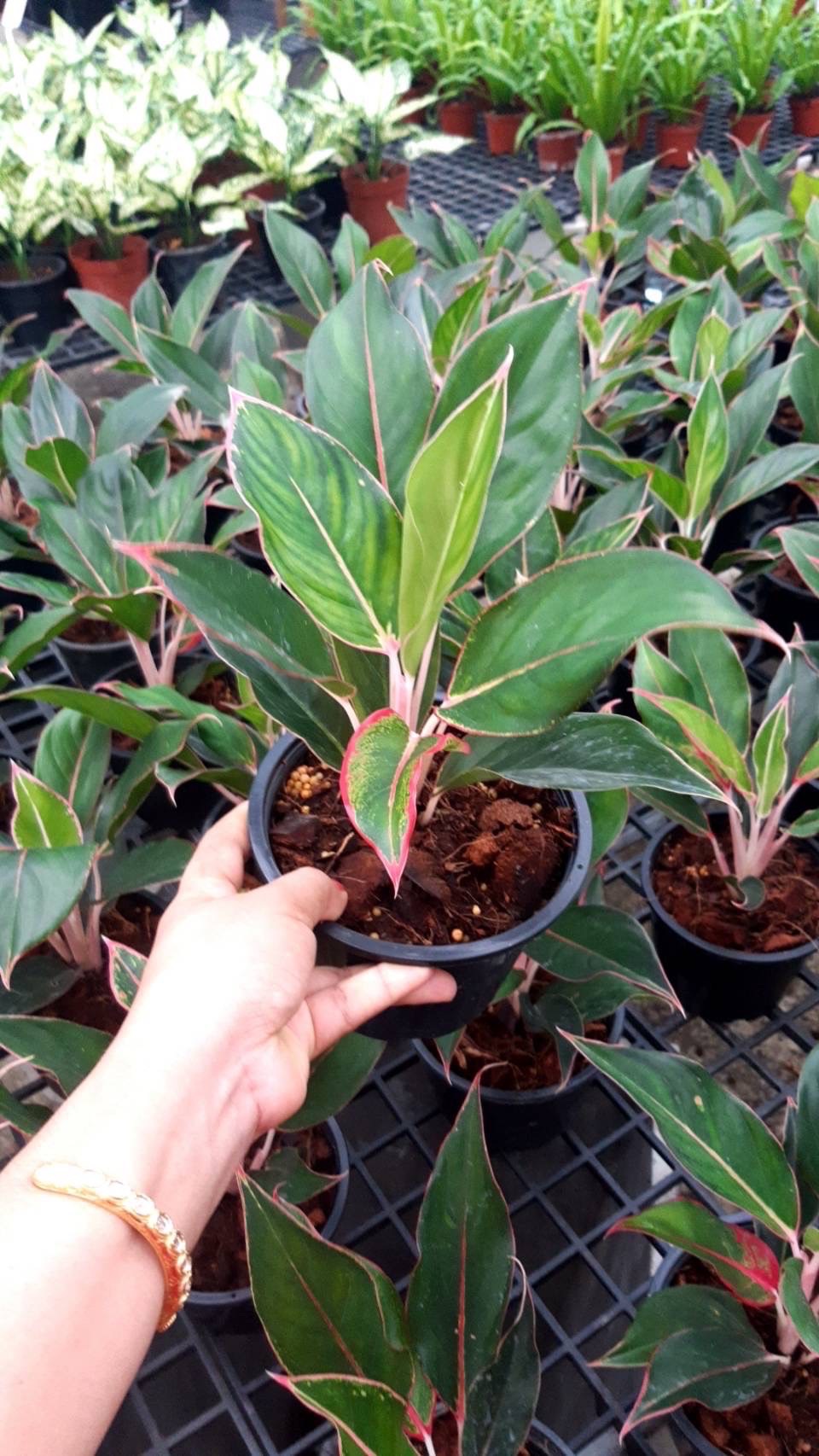 อโกลนีมา มีแล้วรวย Aglaonema