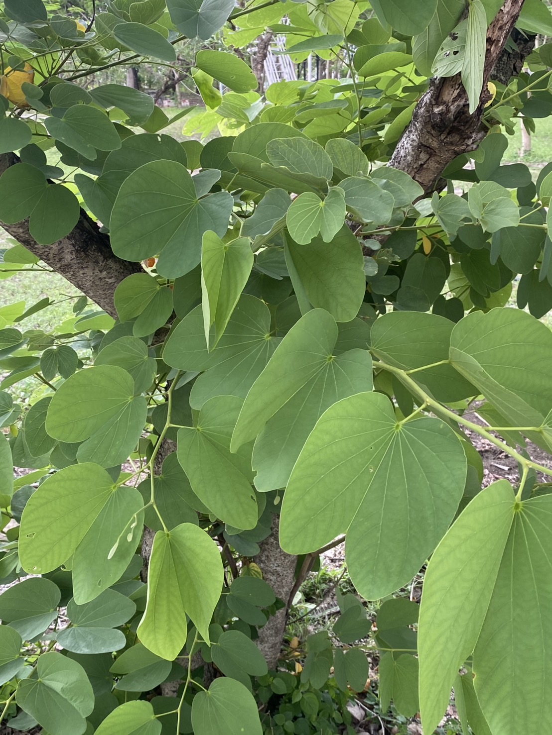 ต้นชงโค Bauhinia purpurea L.