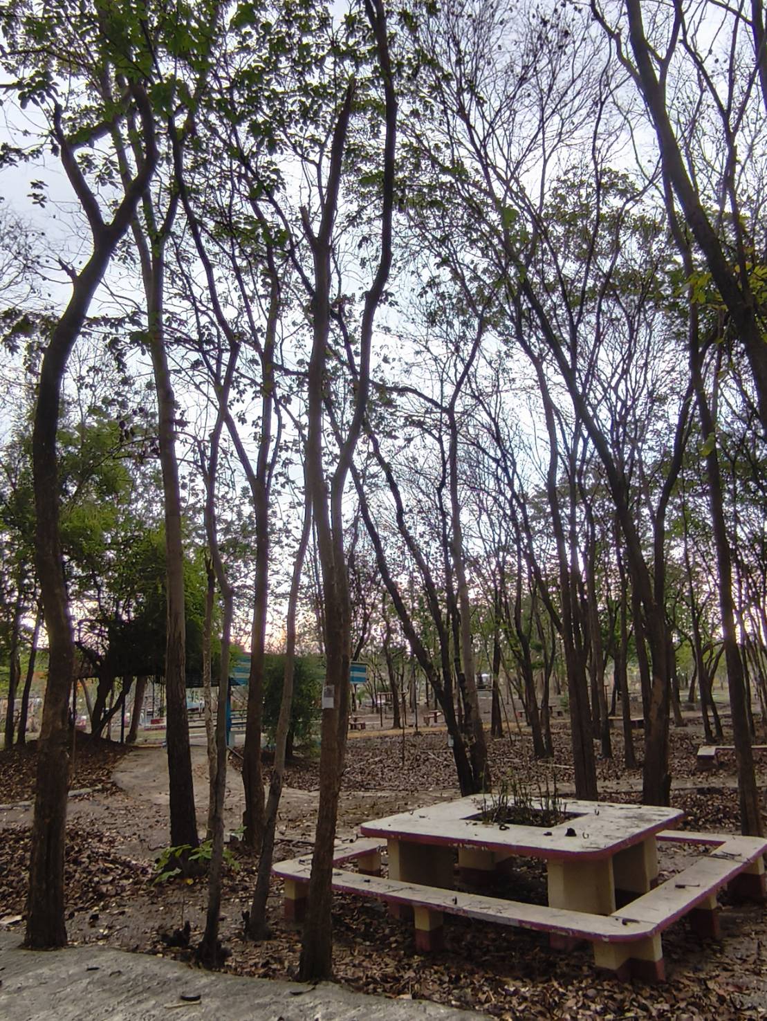 ต้นโมกมัน Wrightia arborea (Dennst.) Mabb