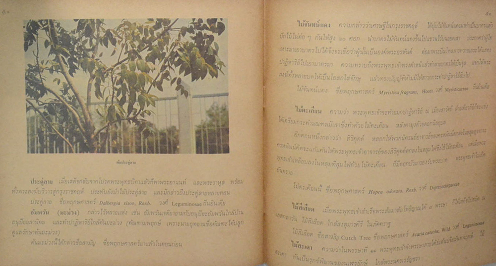 พัดยศ และต้นไม้สำคัญในพุทธประวัติ