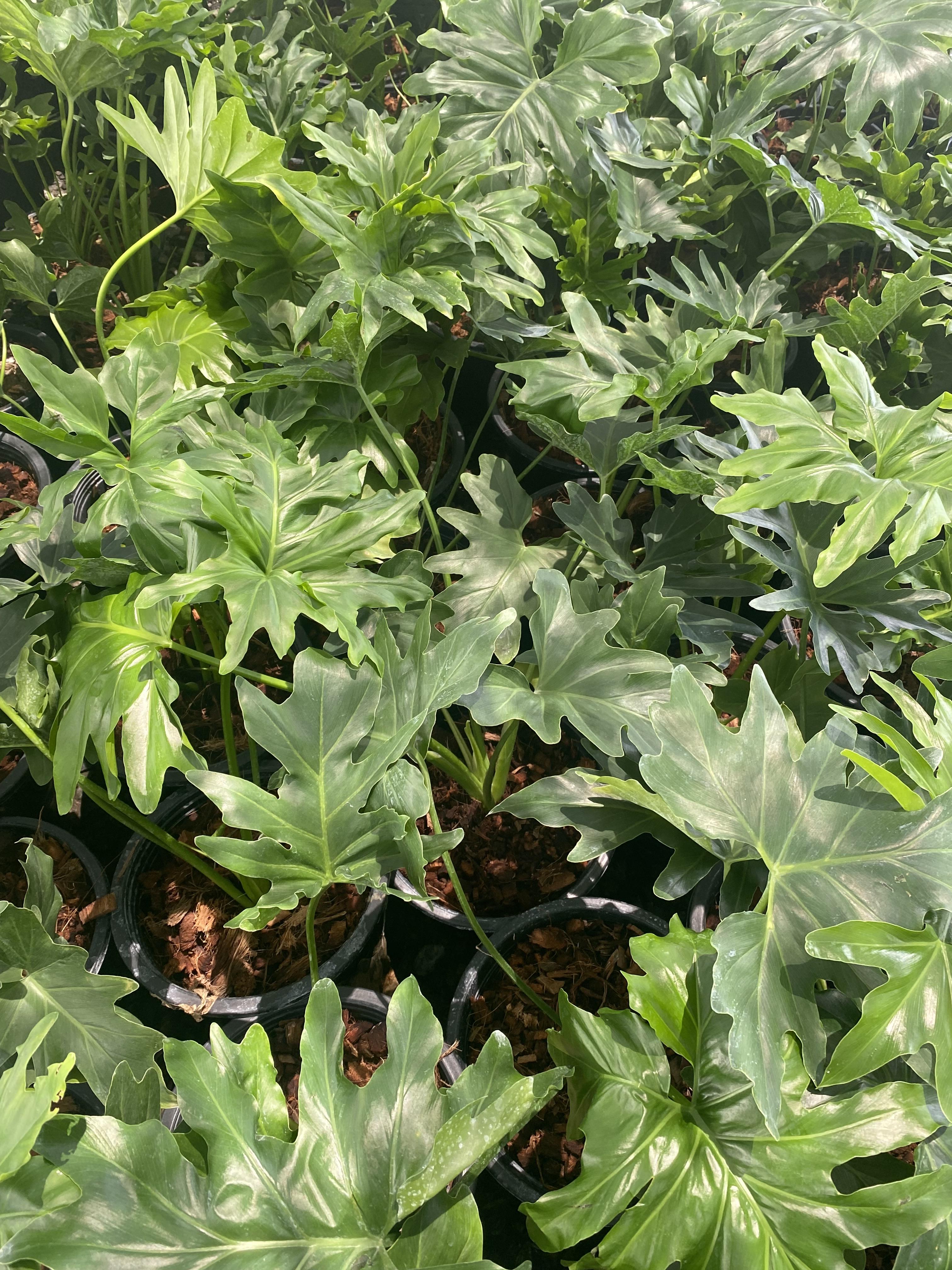 ฟิโลเดนดรอน ใบมะละกอ Philodendron Selloum