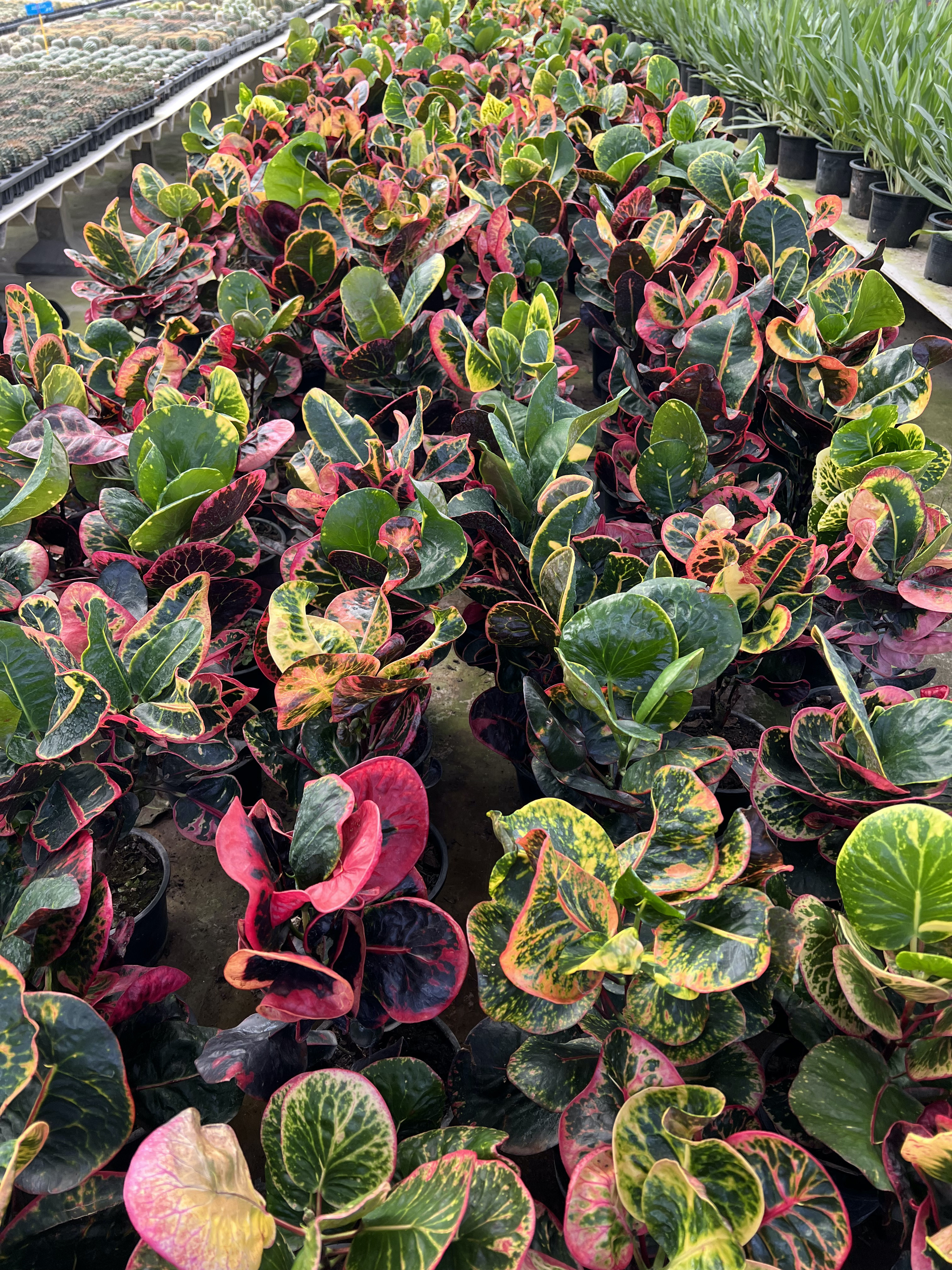 โกสน croton plant ไม้มงคล