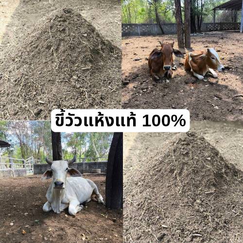 ขี้วัว ขี้วัวคุณภาพเกรดฟาร์ม cow dung