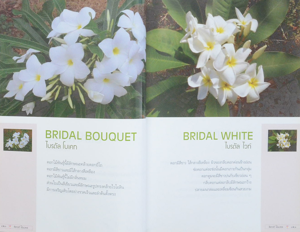 ลีลาวดี ไม้มงคล: ตำนานไม้ดอกที่เคยถูกลืม (ขายตามสภาพ)