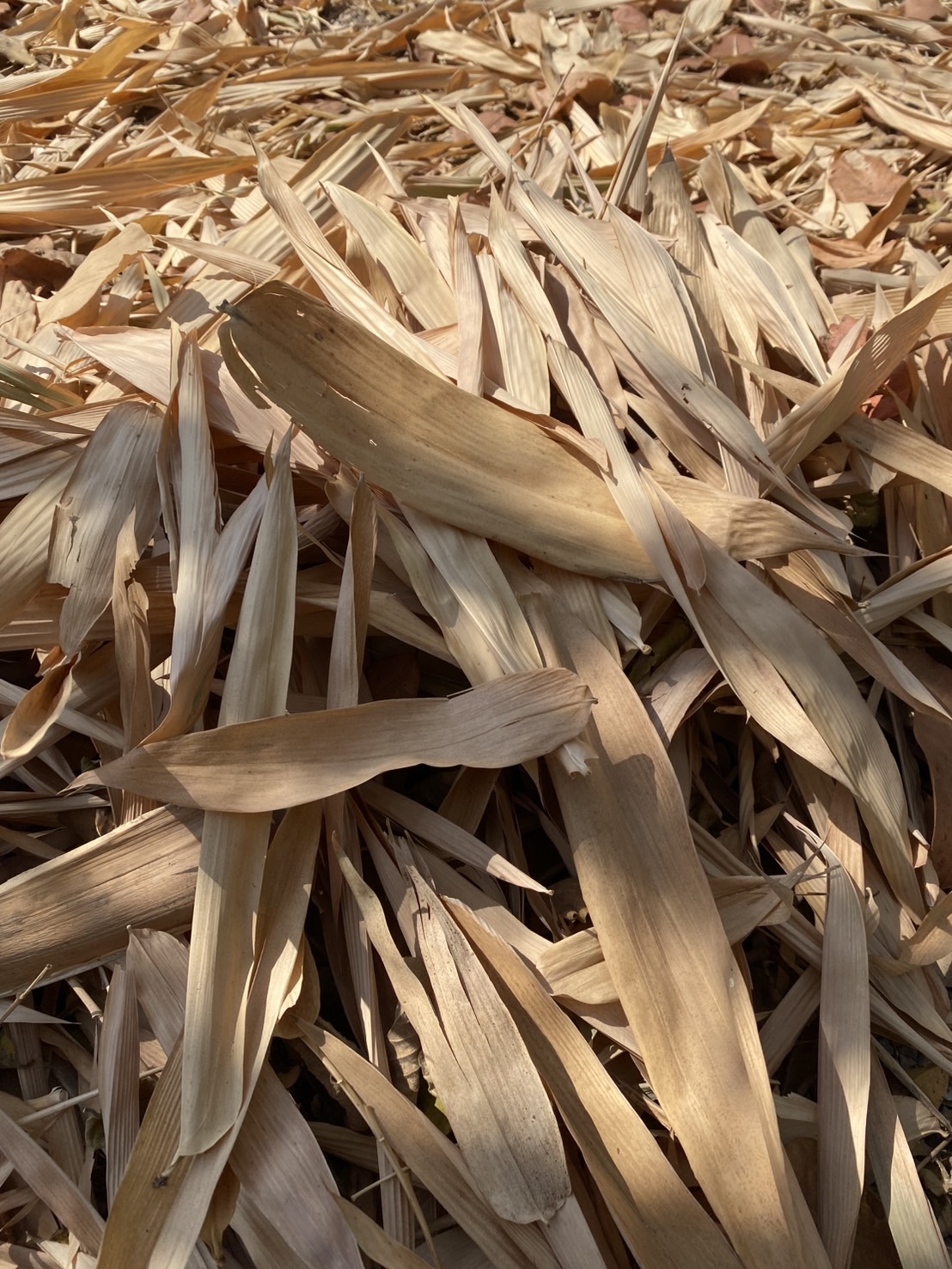 ใบไผ่แห้ง Dry Bamboo Leaves