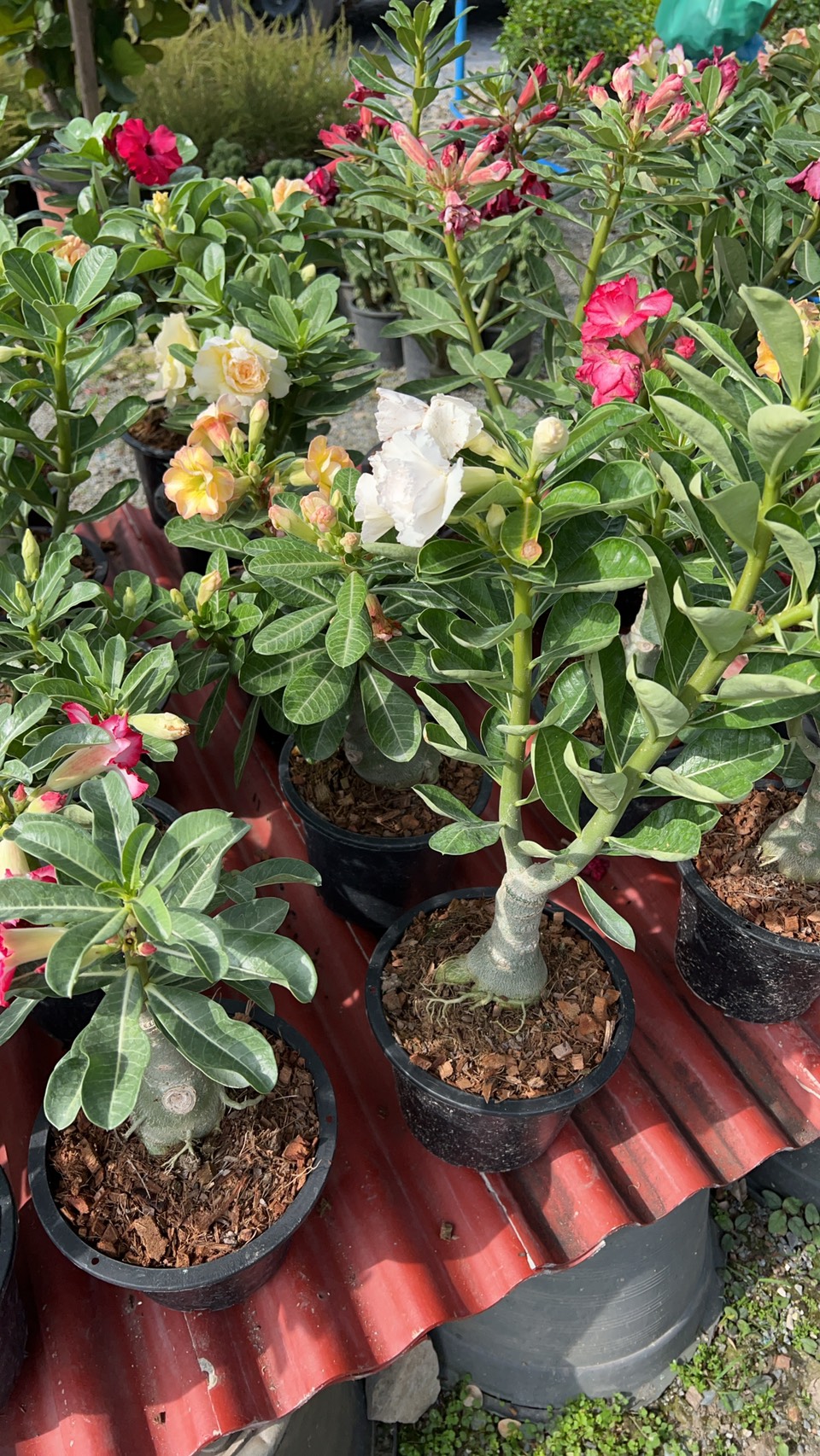 ชวนชม Desert rose