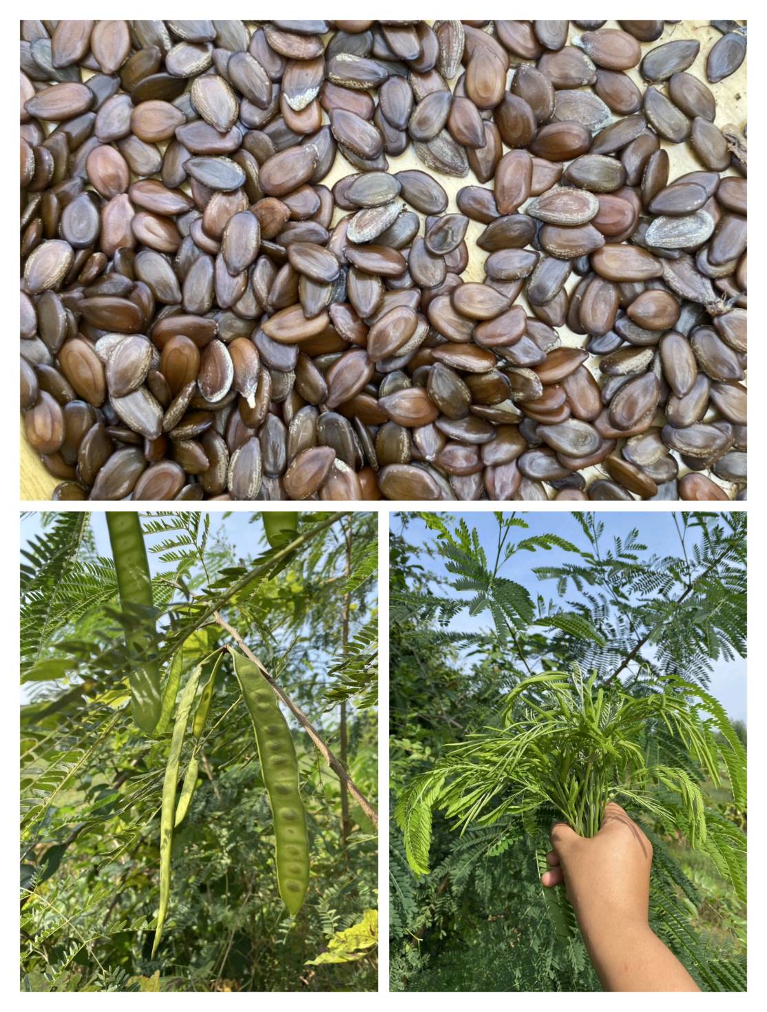 เมล็ดพันธุ์กระถิน กระถินเล็ก White Popinac, Lead Tree