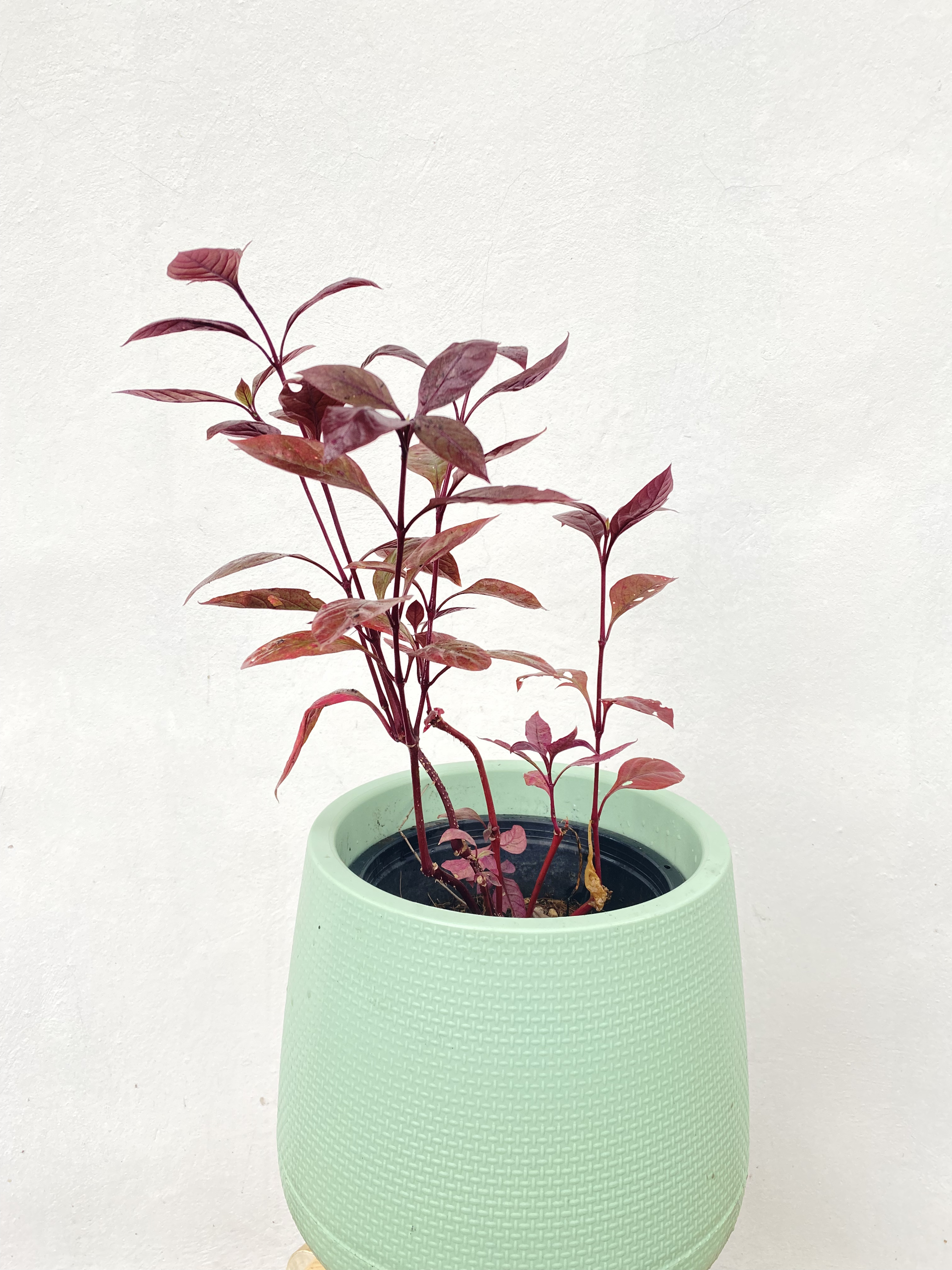 ต้นแดงสิงคโปร์ dentata ruby , little ruby ไม้มงคลพุ่มเตี้ย