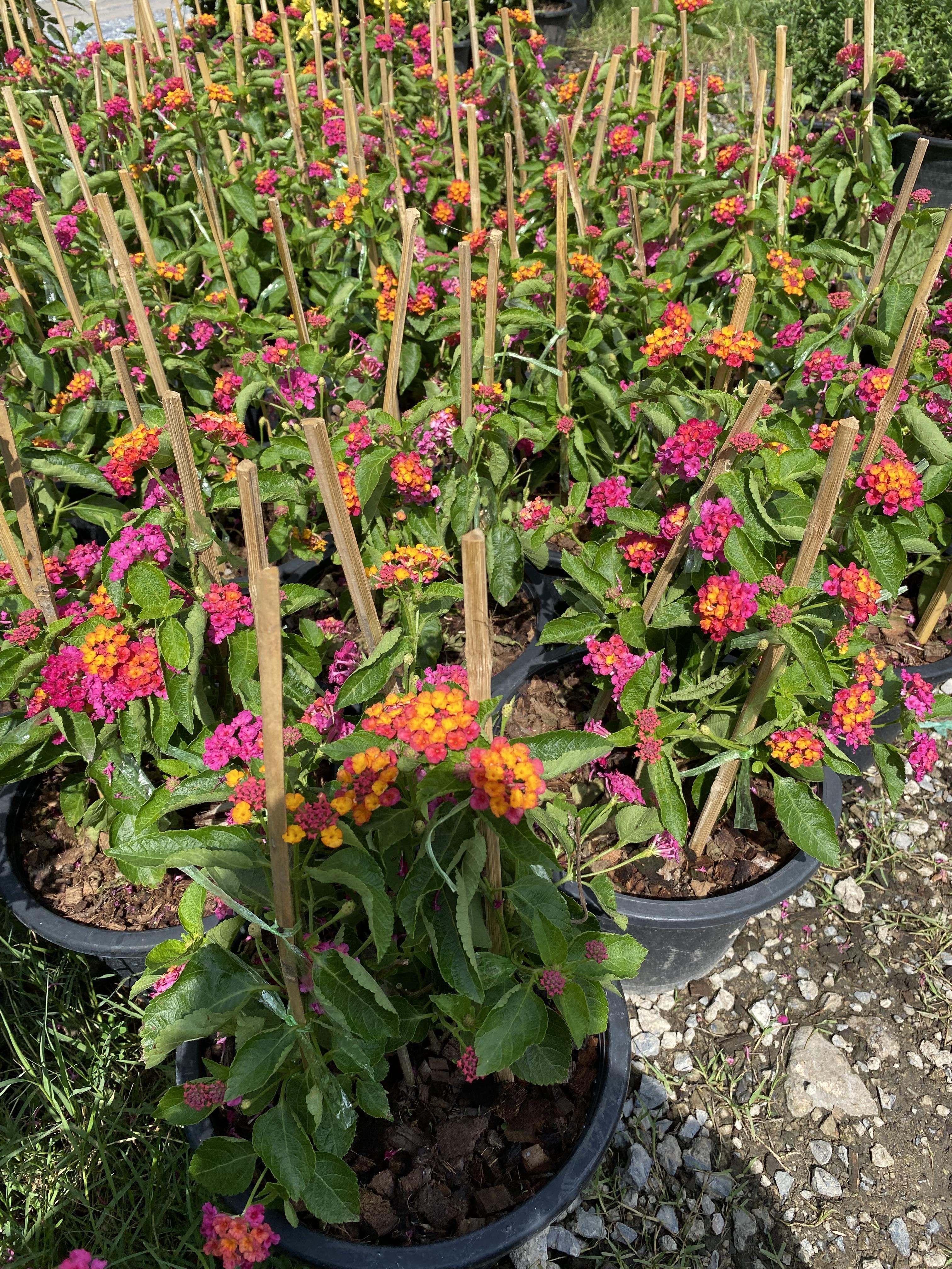 ผกากรอง Lantana