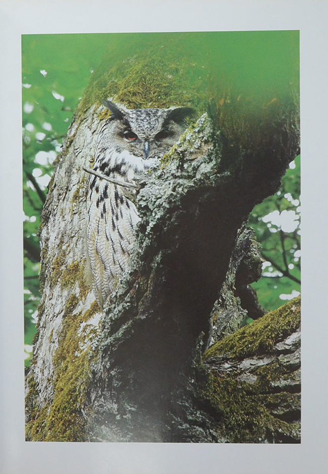 Quercus EKENS MANGRALD