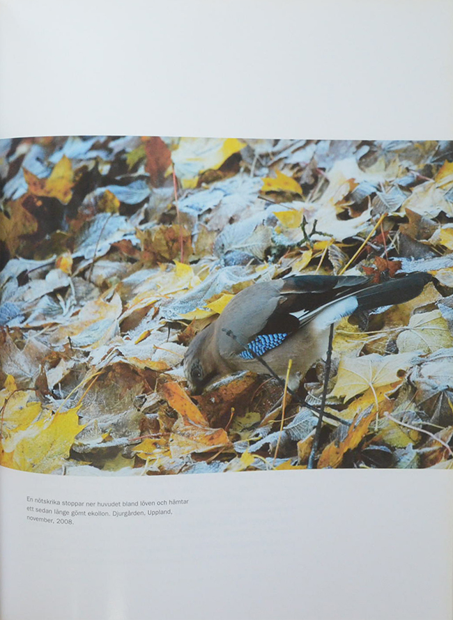 Quercus EKENS MANGRALD