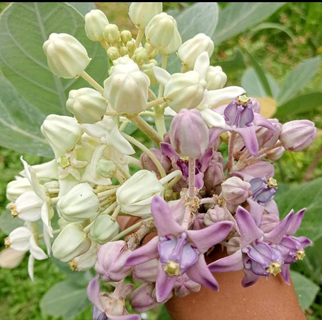 ต้นพันธุ์ดอกรัก Crown flower สีม่วง,สีขาว