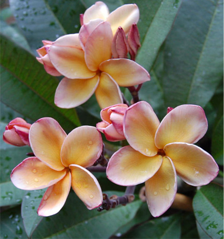 ต้นลีลาวดีพารามิโน่ ต้นลั่นทม Plumeria ไม้ดอกยืนต้น