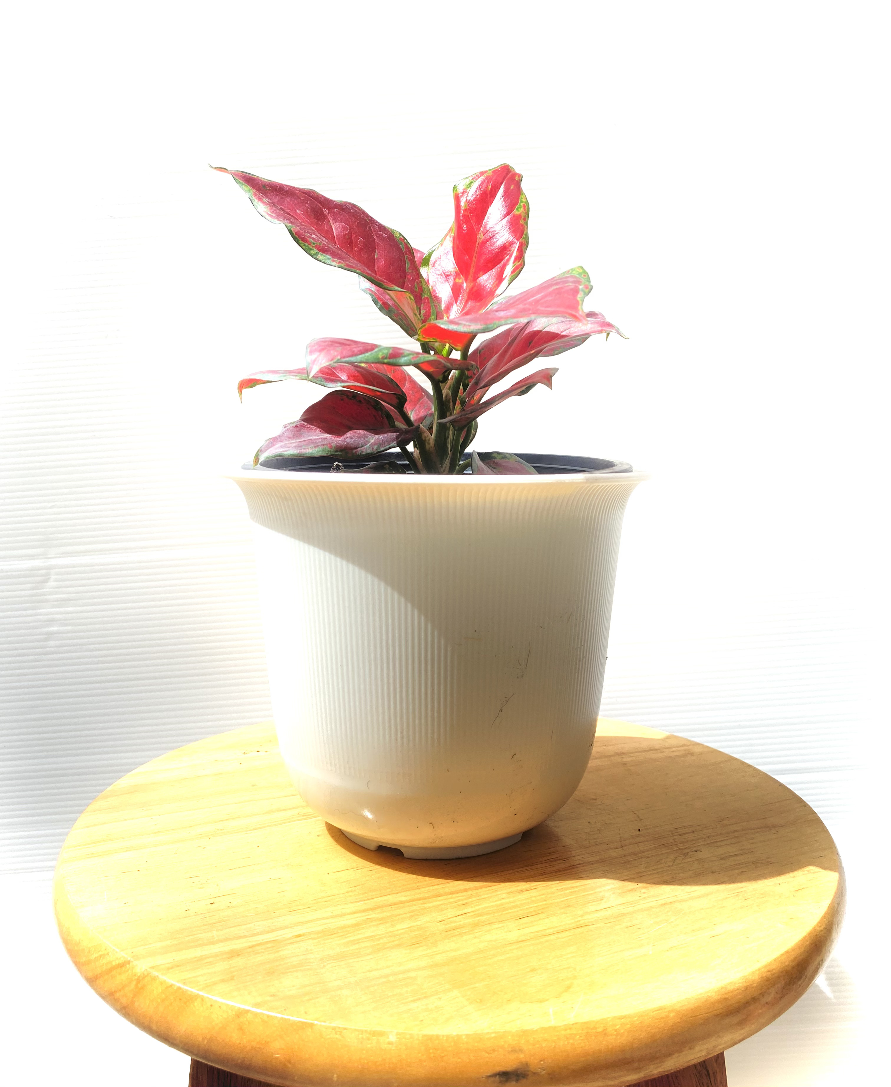 อโกลนีมา สุขสมใจปอง Aglaonema