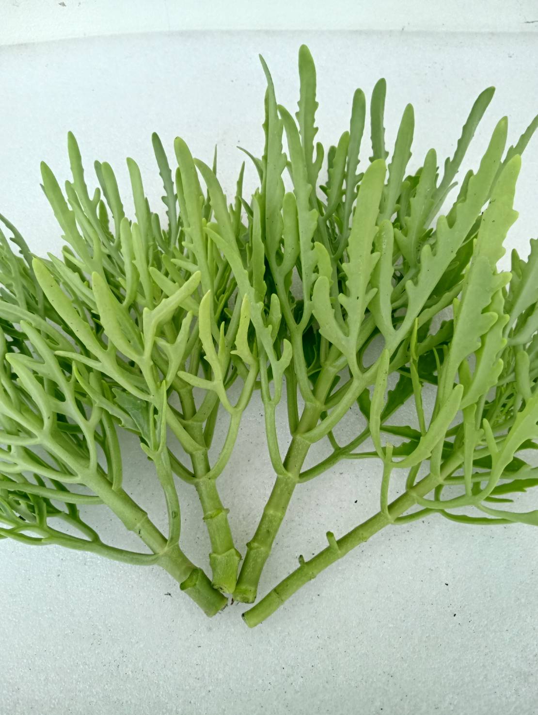 กิ่งฆ้องสามย่าน ทองสามย่าน Kalanchoe laciniata