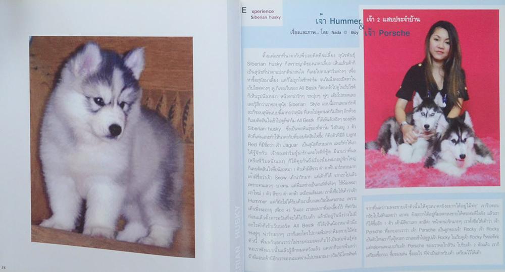 Siberian Husky All Best Kennel