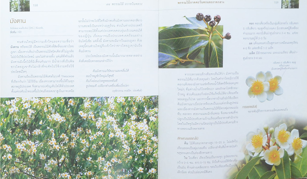 84 พรรณไม้ถวายในหลวง (มีเมล็ดพืช 3 ชนิดให้ทดลองปลูก / ขายตามสภาพ)