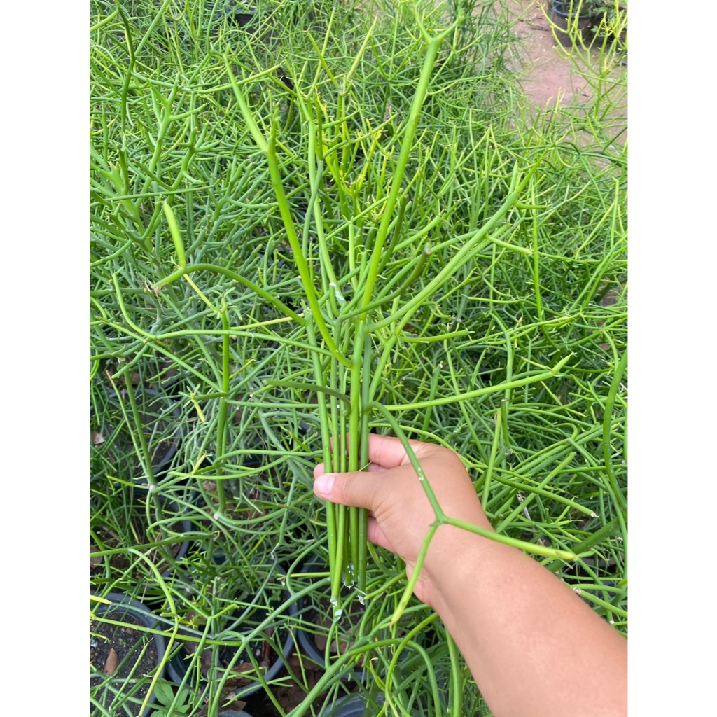 กิ่งพญาไร้ใบ Milk bush