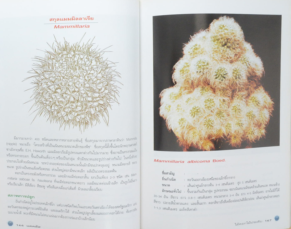 แคคตัส ไม้ดอกไม้ประดับ