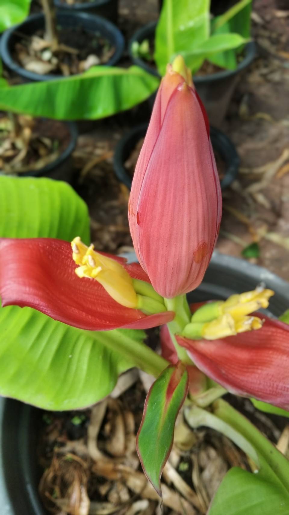 กล้วยแคระ Dwarf Cavendish banana