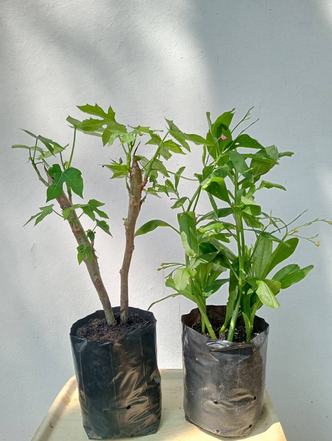 ต้นโสมไทย ,Talinum paniculatum Gaertn ต้นไชยาหรือต้นผงชูรส Cnidoscolus chayamansa McVaugh