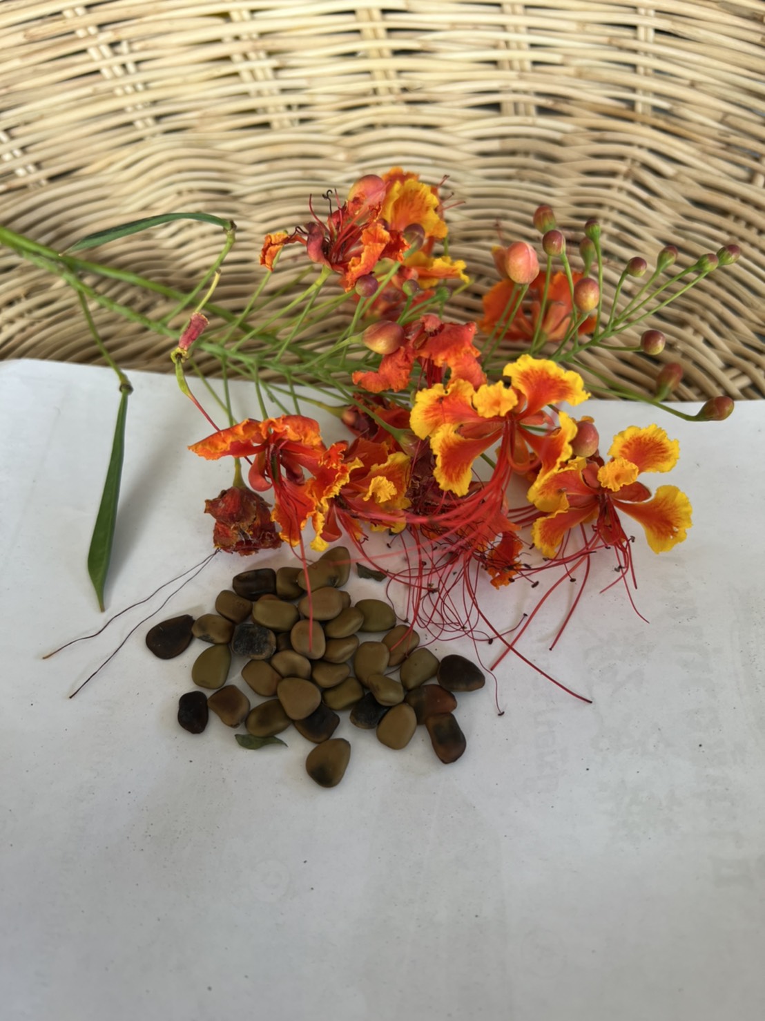 เมล็ดหางนกยูง pride of barbados seed