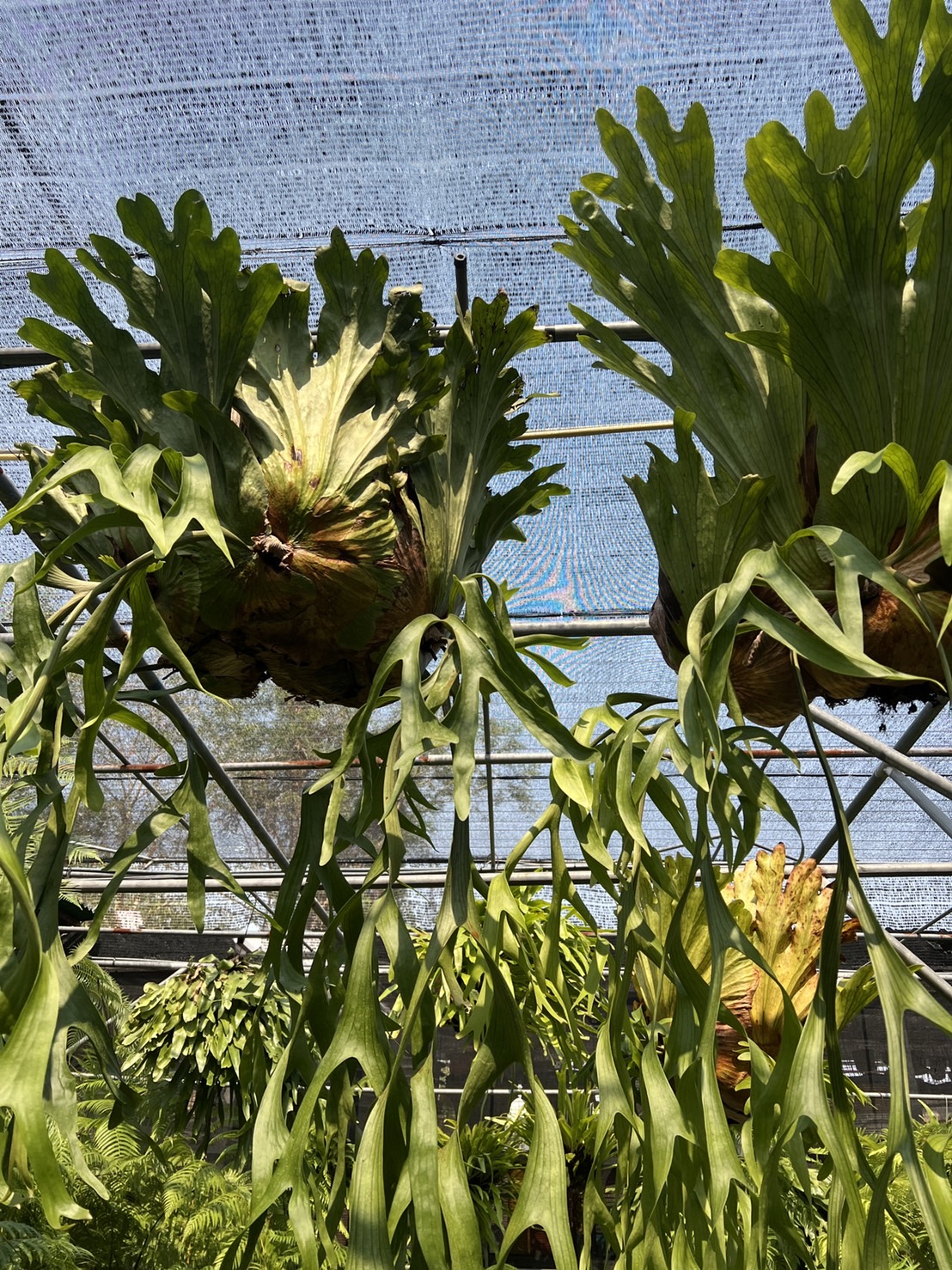 เฟิร์นชายผ้าสีดา Holttum’s Staghorn-fern