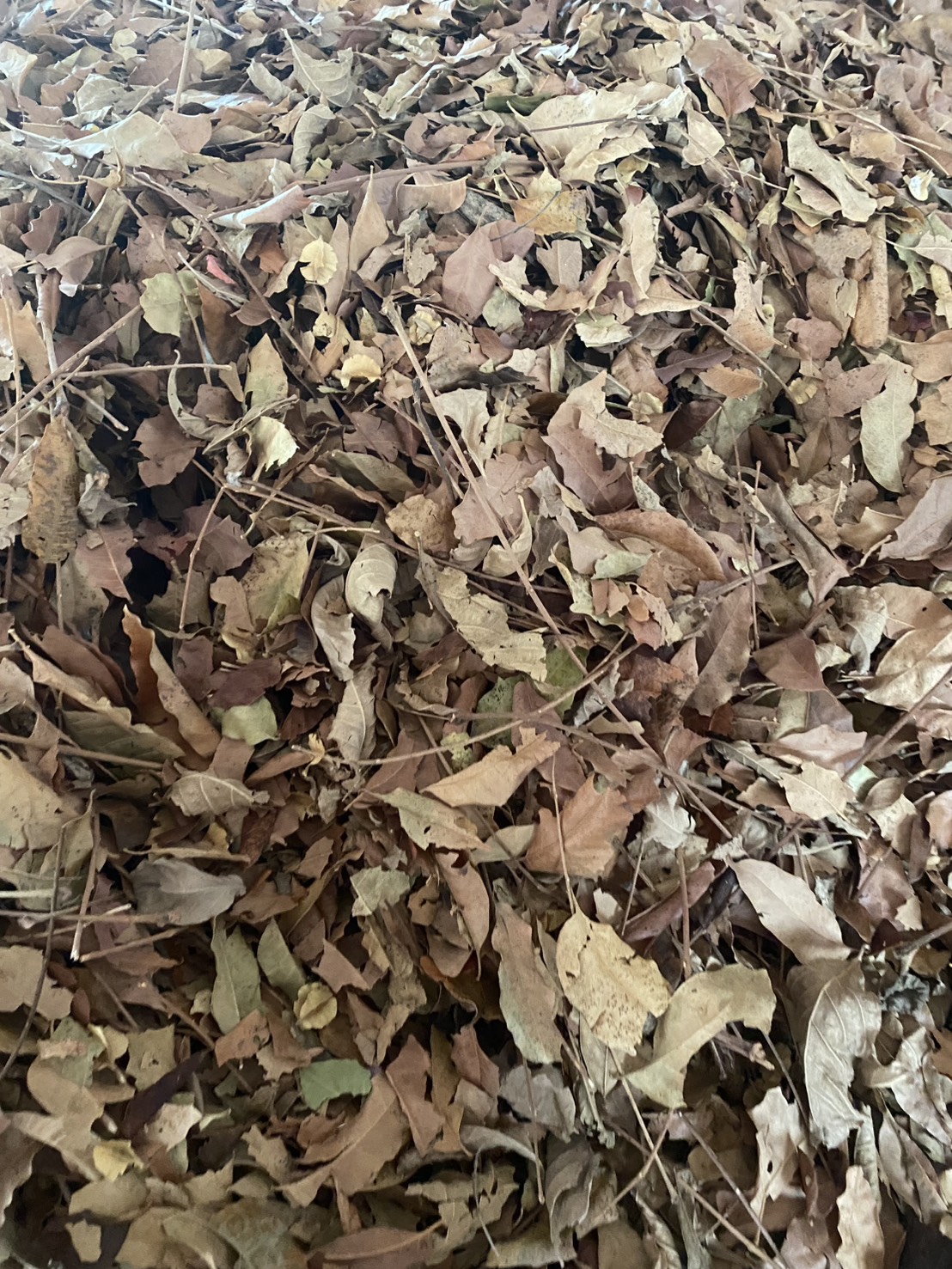 ใบสะเดาแห้ง Siamese neem tree