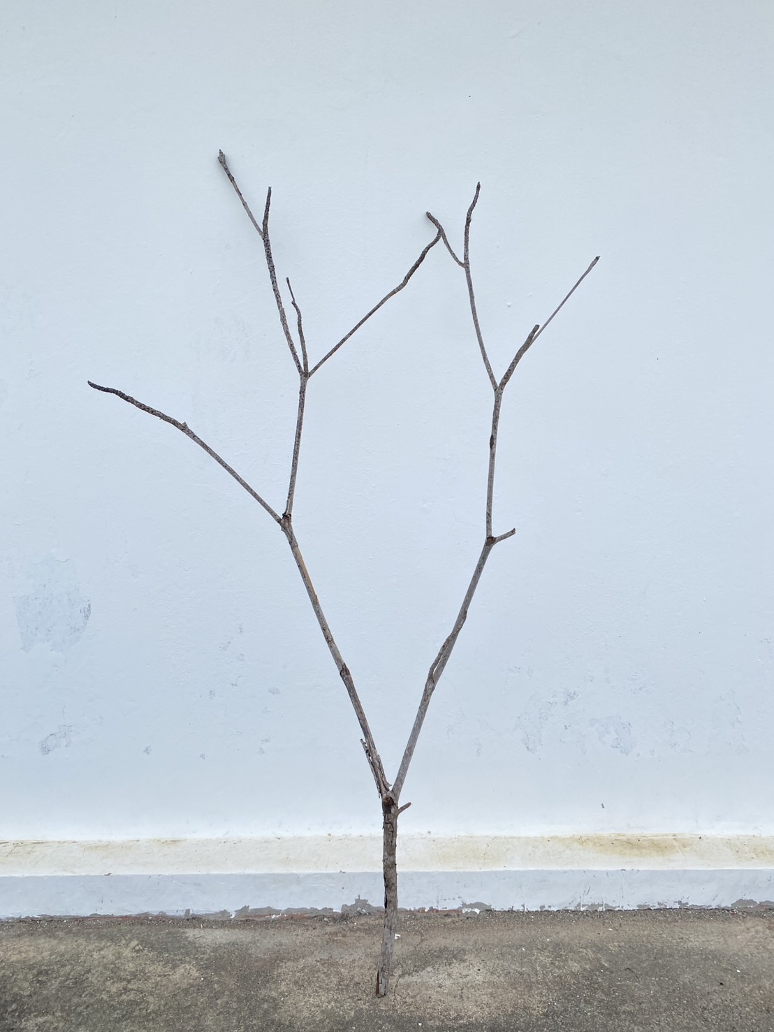 🌿 กิ่งไม้แห้งจริง Tree branch (เบอร์ 1)