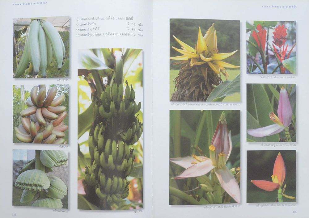 สวนสมเด็จพระนางเจ้าสิริกิติ์ฯ