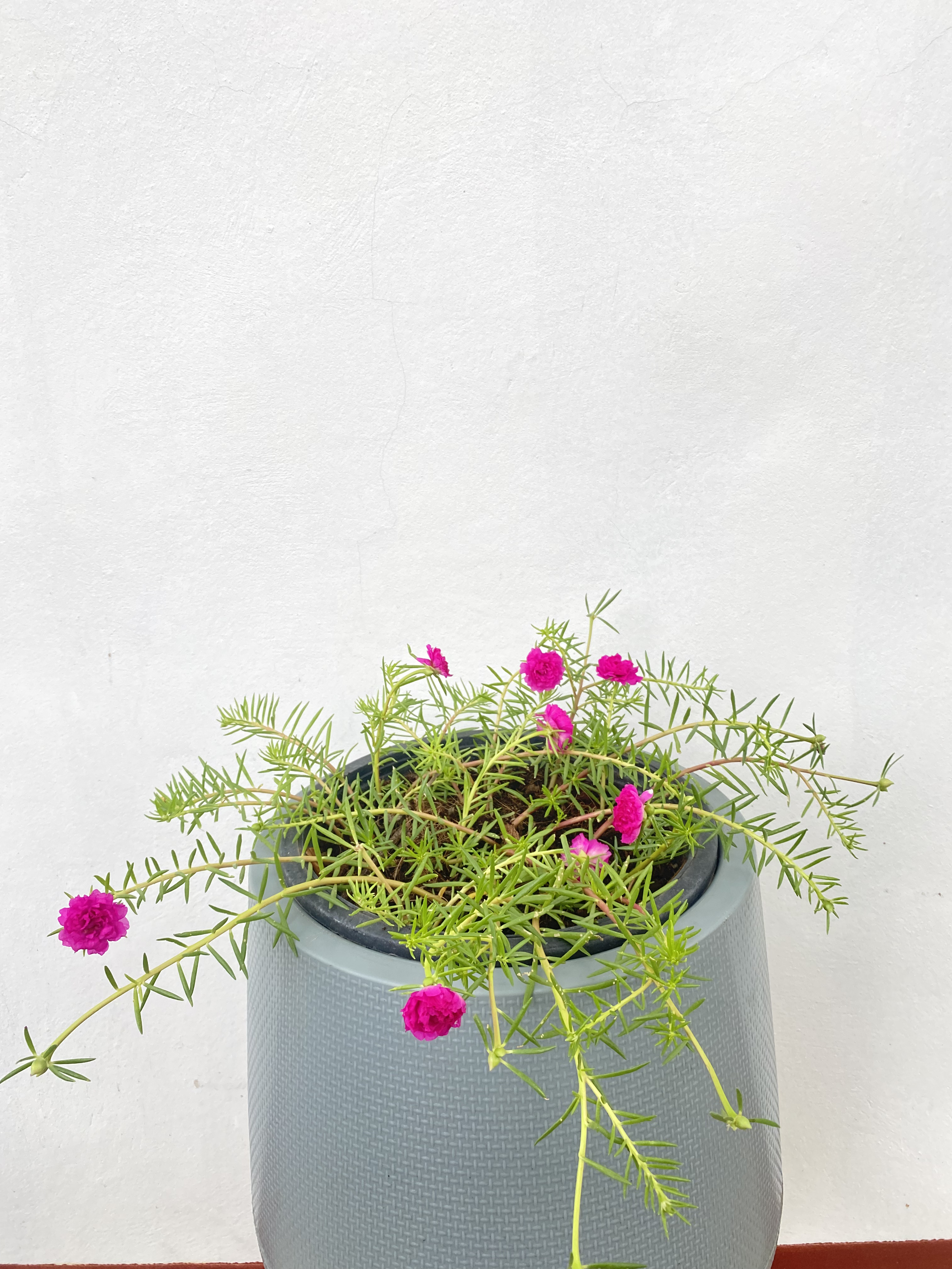 แพรเซี่ยงไฮ้ Portulaca ไม้ดอก อวบน้ำ