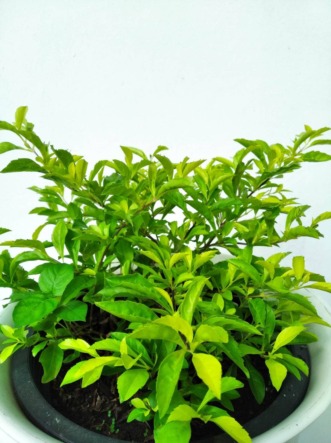 เทียนทอง Sky flower