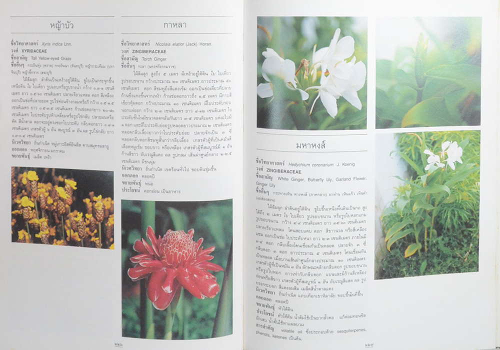 ไม้ดอกและไม้ประดับ (ขายตามสภาพ)