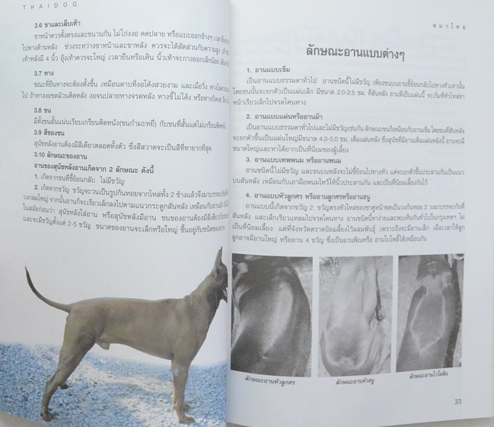 หมาไทย