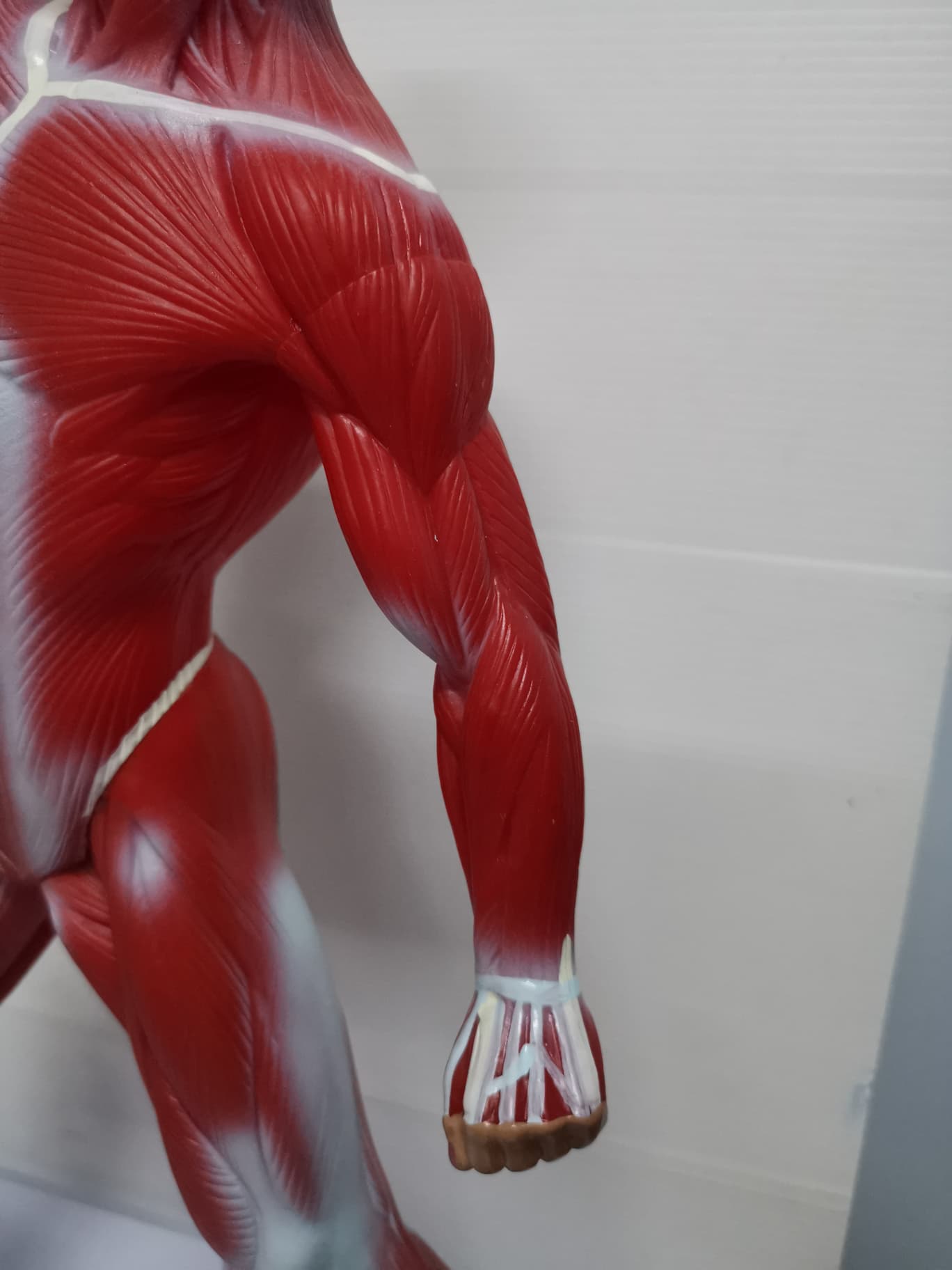 หุ่นจำลองกล้ามเนื้อ ความสูง 55 ซม.