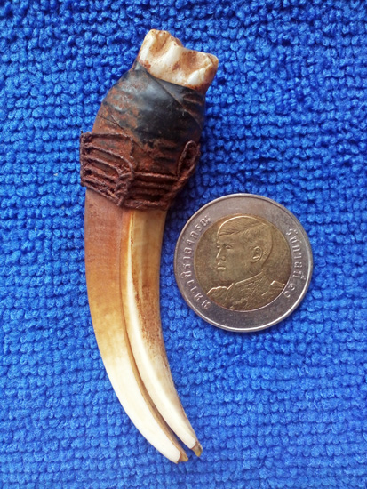 เขี้ยวหมูตัน