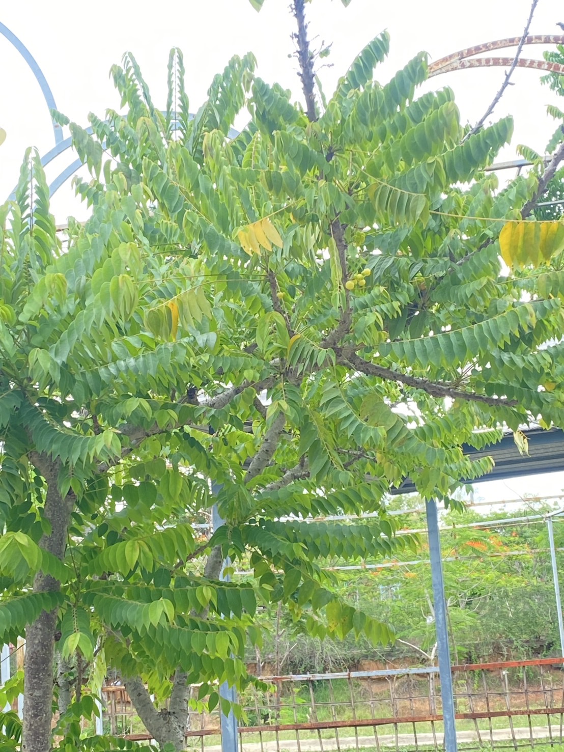 ต้นมะยม Phyllanthus acidus (L.) Skeels