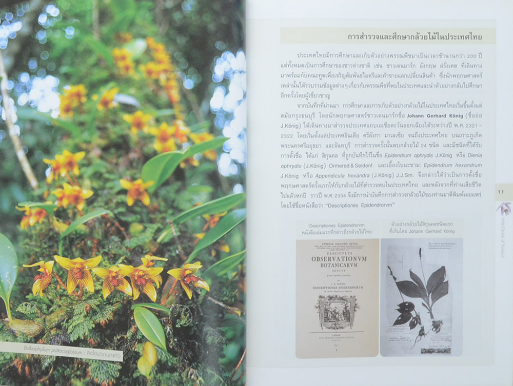 กล้วยไม้ป่าเมืองไทย