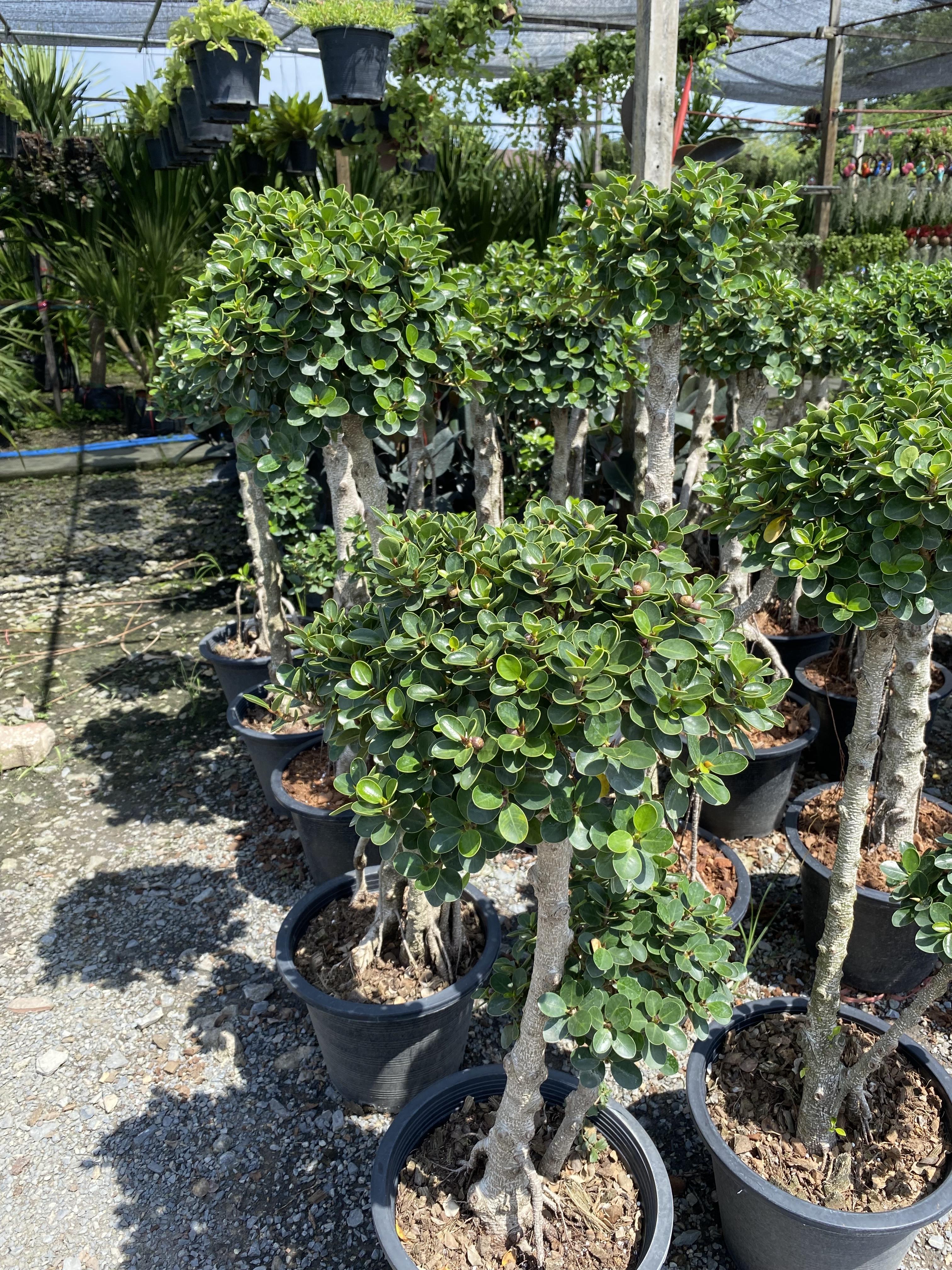 ไทรช้อนเงินช้อนทอง banyan tree