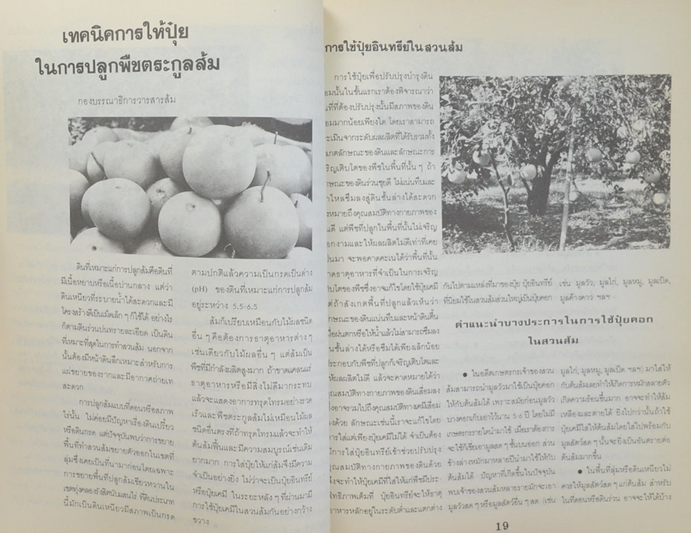 รวมเรื่องการทำสวนส้ม(ไร่ส้ม)