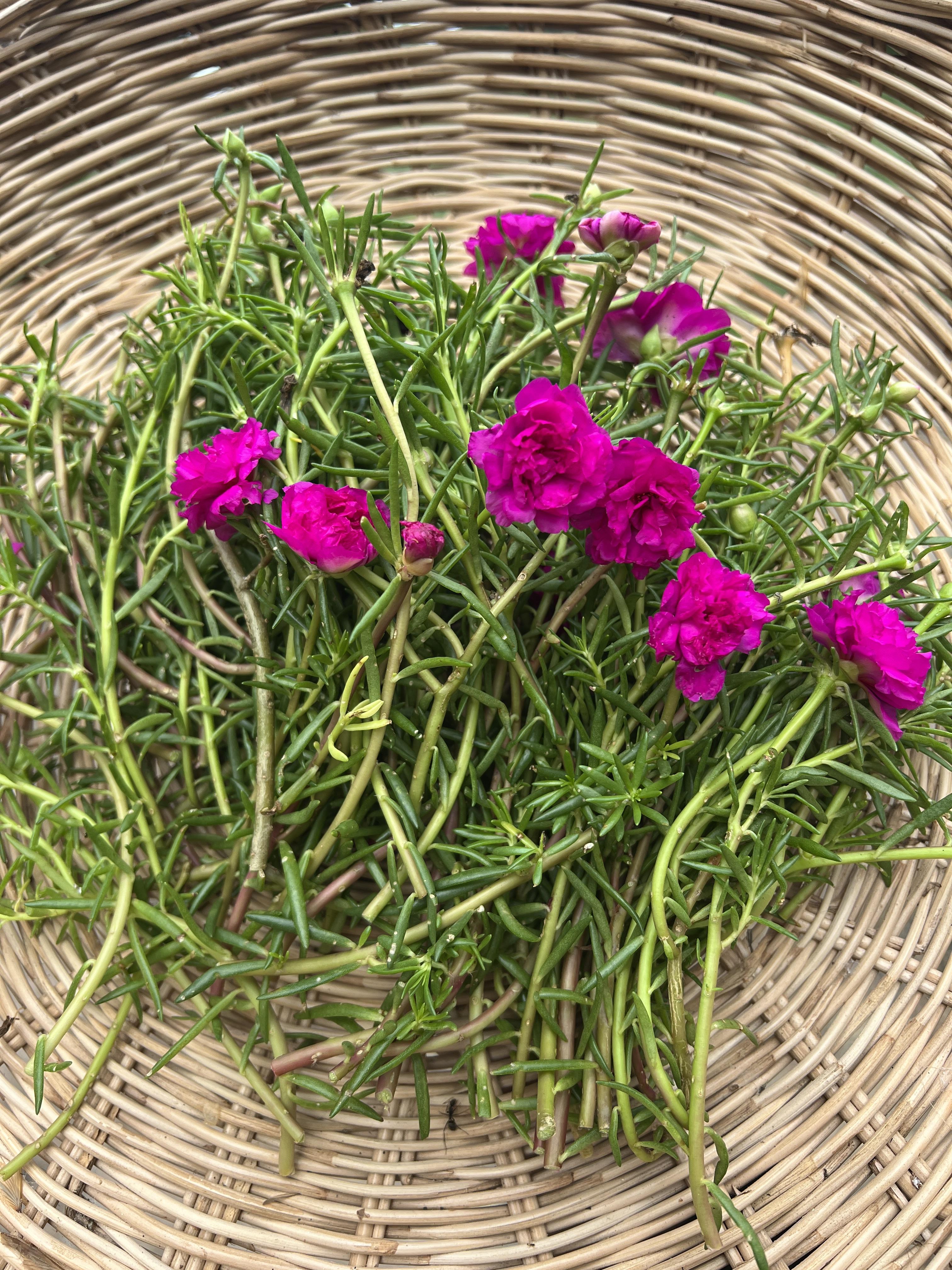 กิ่ง แพรเซี่ยงไฮ้ 3กิ่ง คละสี Portulaca