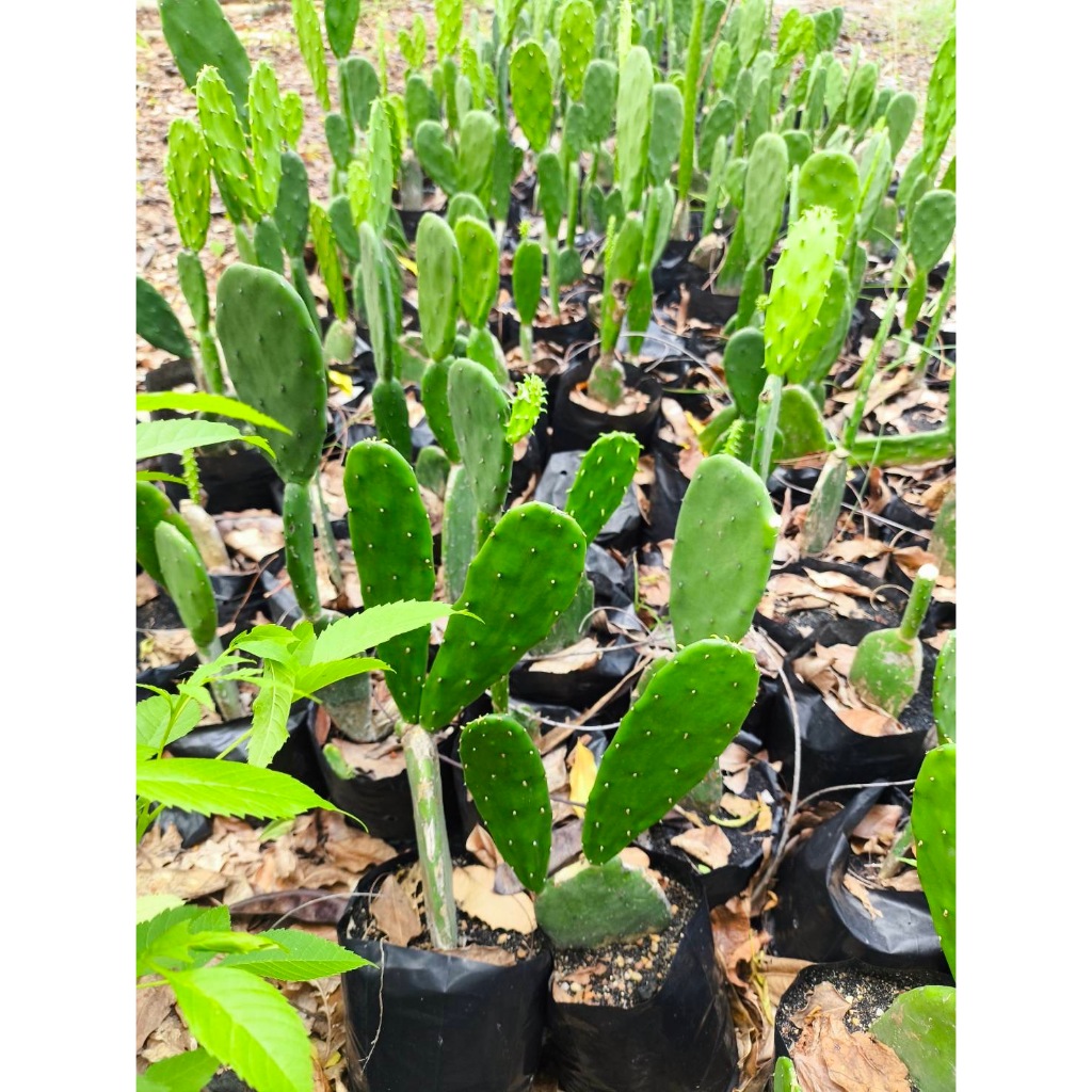 กระบองเพชรใบเสมา กระบองเพชรมิคกี้เมาส์ Opuntia โอพันเทีย