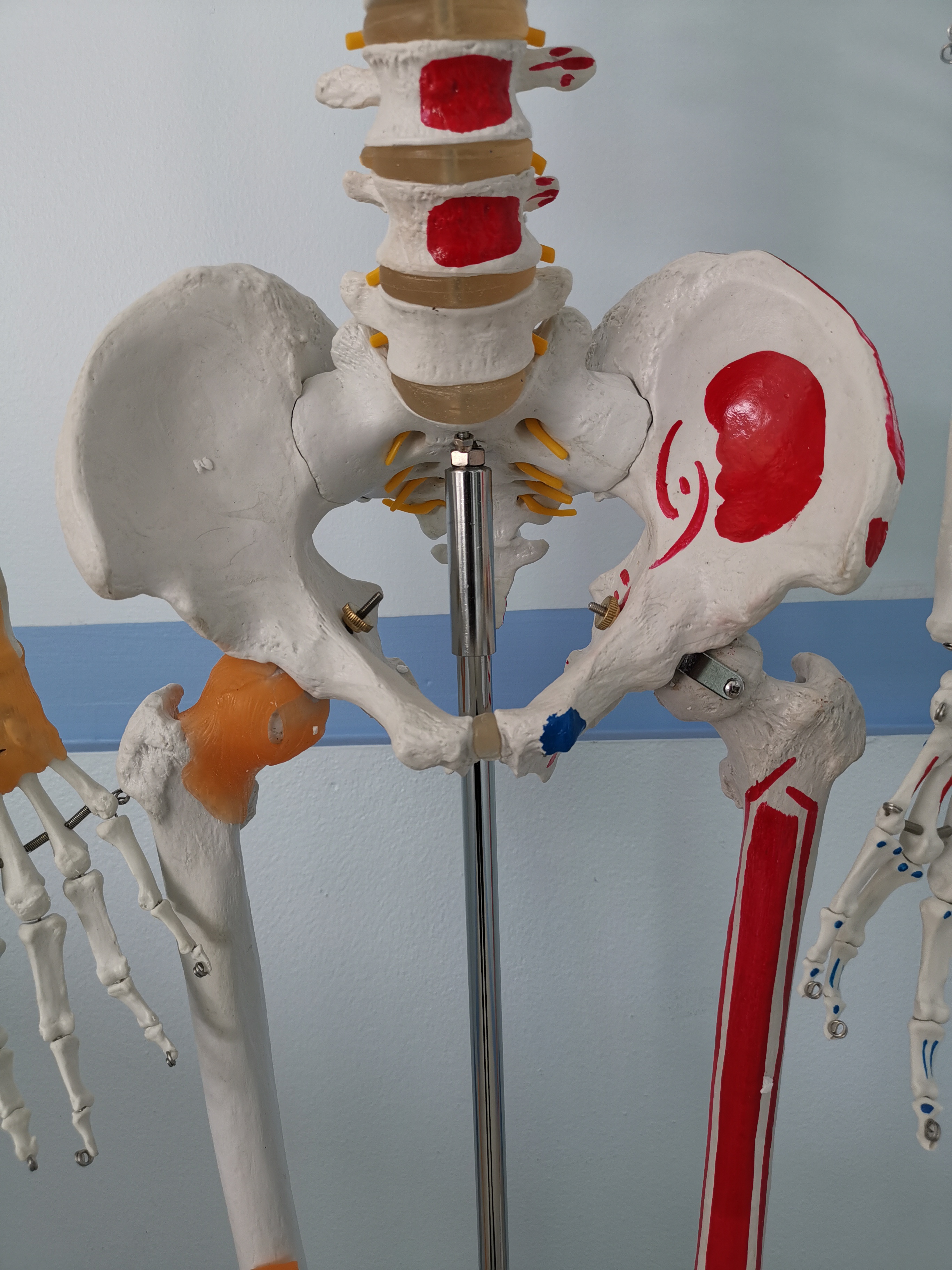 โมเดลโครงกระดูกมนุษย์ ขนาดเท่าของจริง แบบแสดงเอ็นข้อต่อและจุดเกาะกล้ามเนื้อ (รุ่น PVC แข็งแรงพิเศษ)