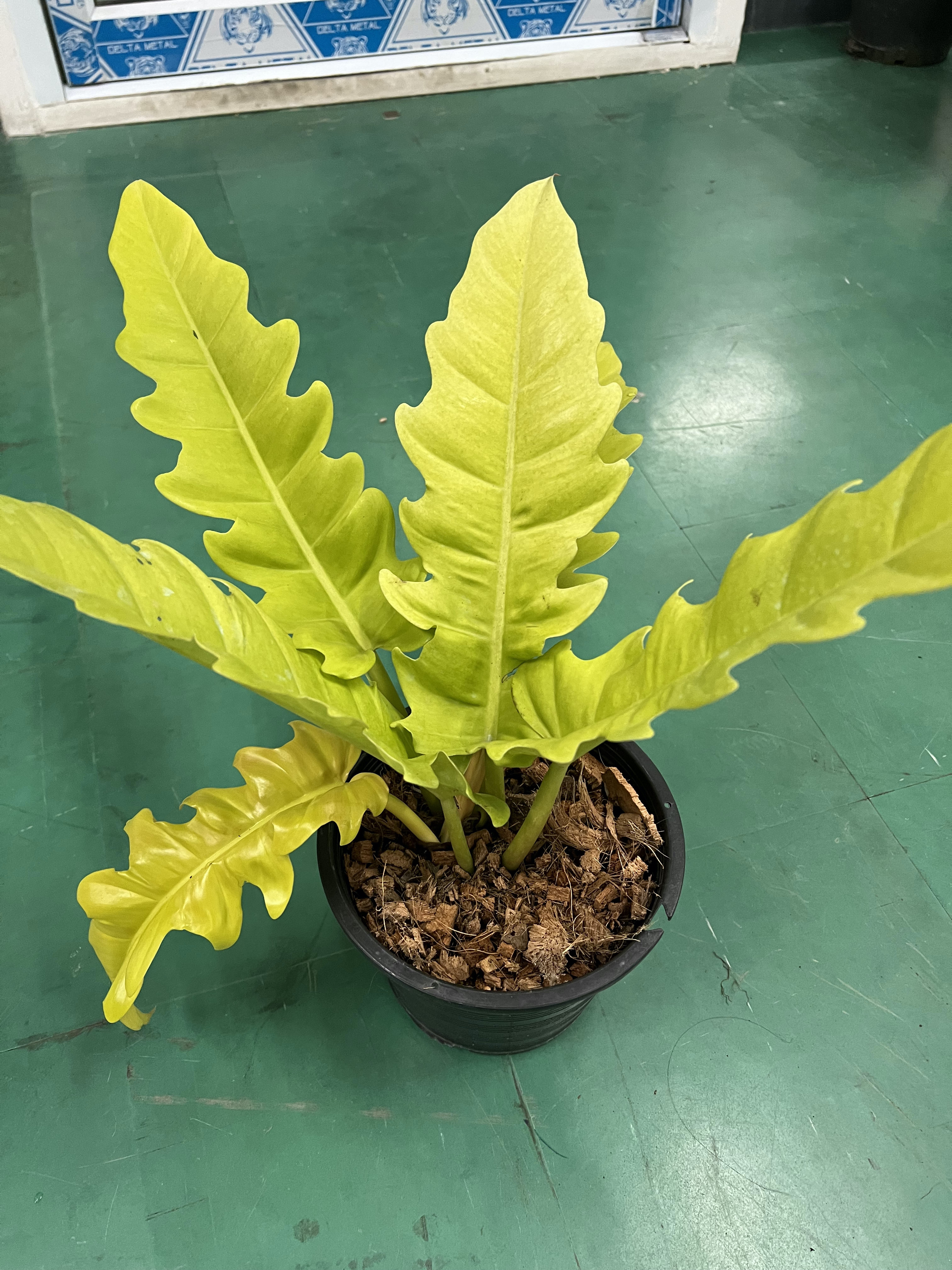 ฟิโลเดนดรอน ใบเลื่อยทอง Philodendron golden saw