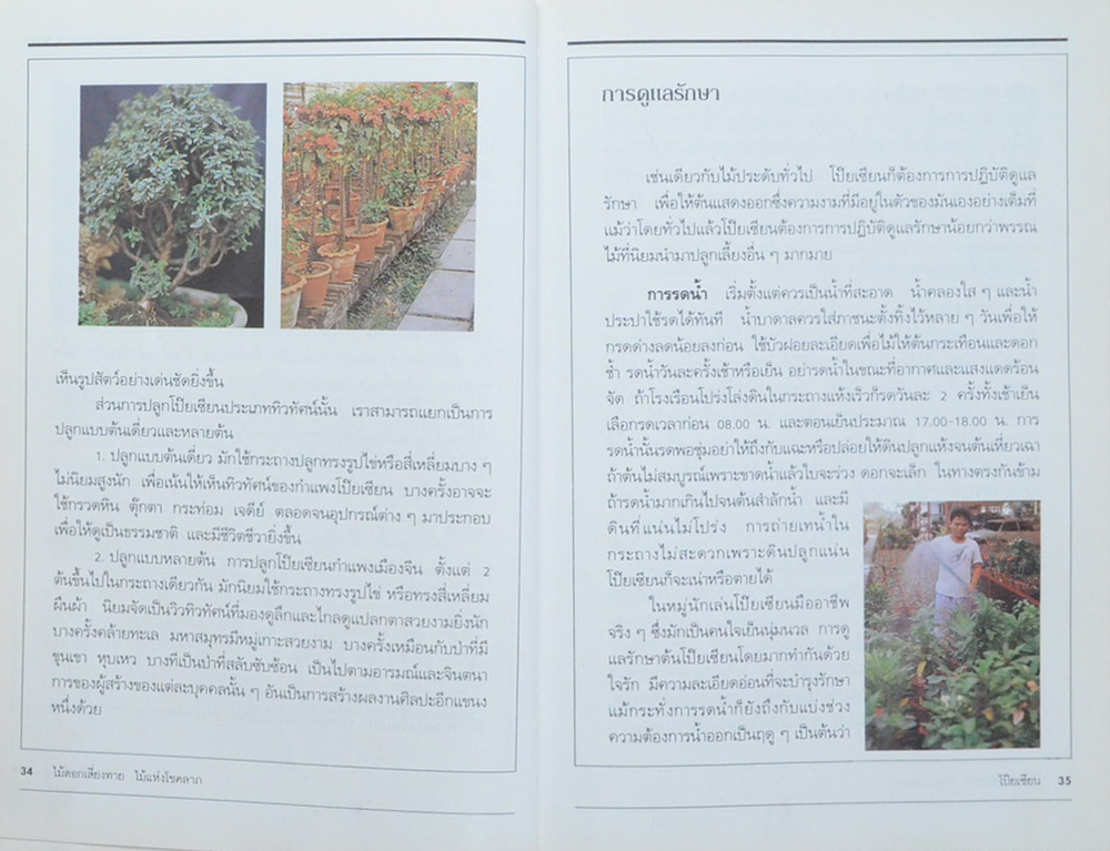 โป๊ยเซียน (ขายตามสภาพ)