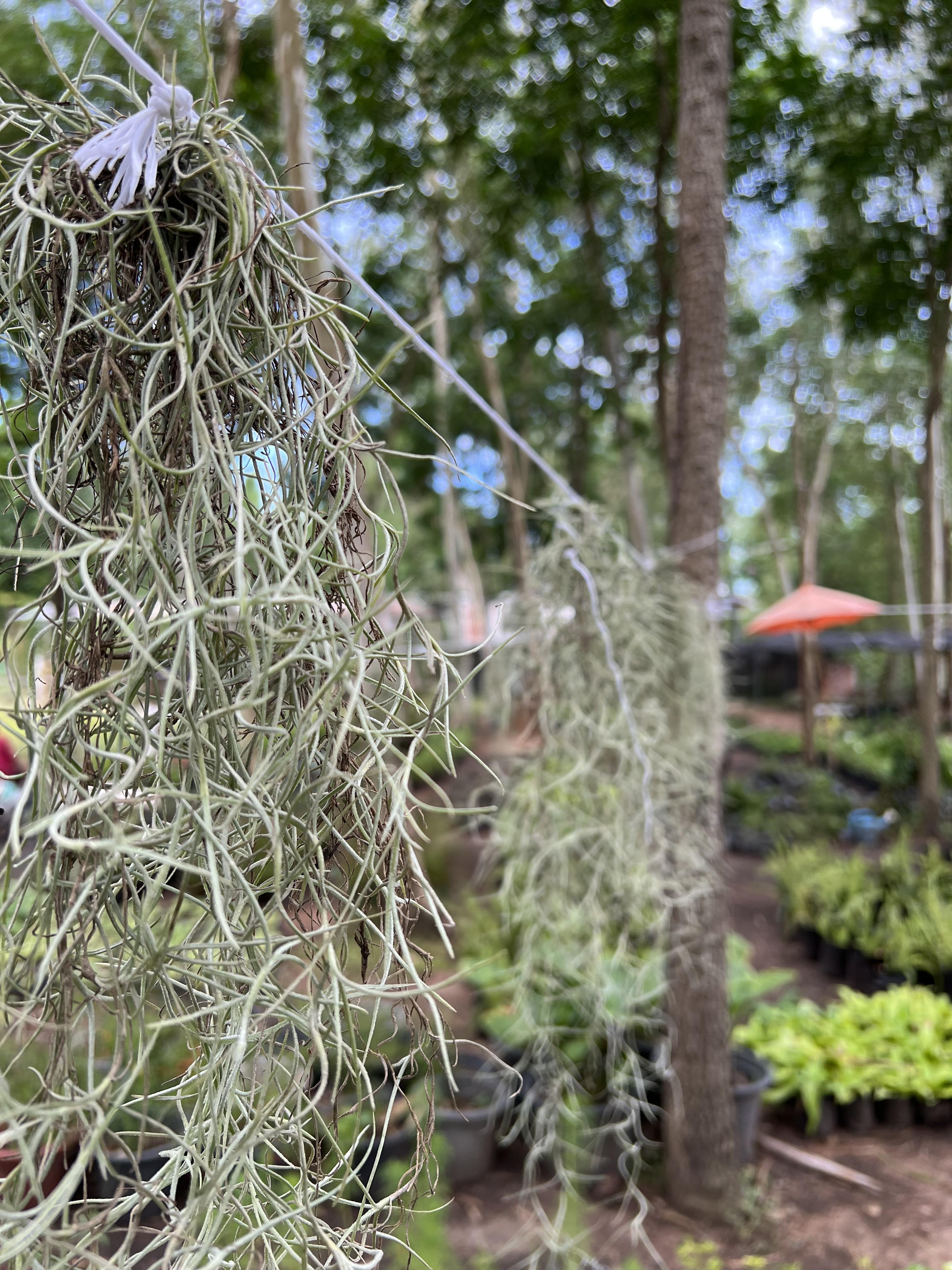 เคราฤาษี หนวดฤาษี Spanish moss
