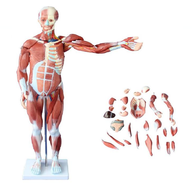 หุ่นจำลองกล้ามเนื้อ(85 ซม.) แบบถอดประกอบได้