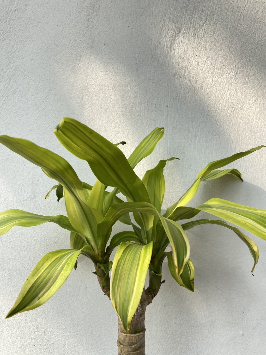 ต้นวาสนา Corn plant, Dracaena ไม้มงคล เสริมดวง