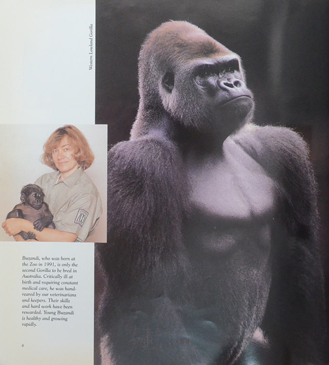 THE ROYAL MELBOURNE ZOOLOGICAL GARDENS